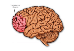 prefrontale cortex is nog volop in ontwikkeling bij pubers keuze maken